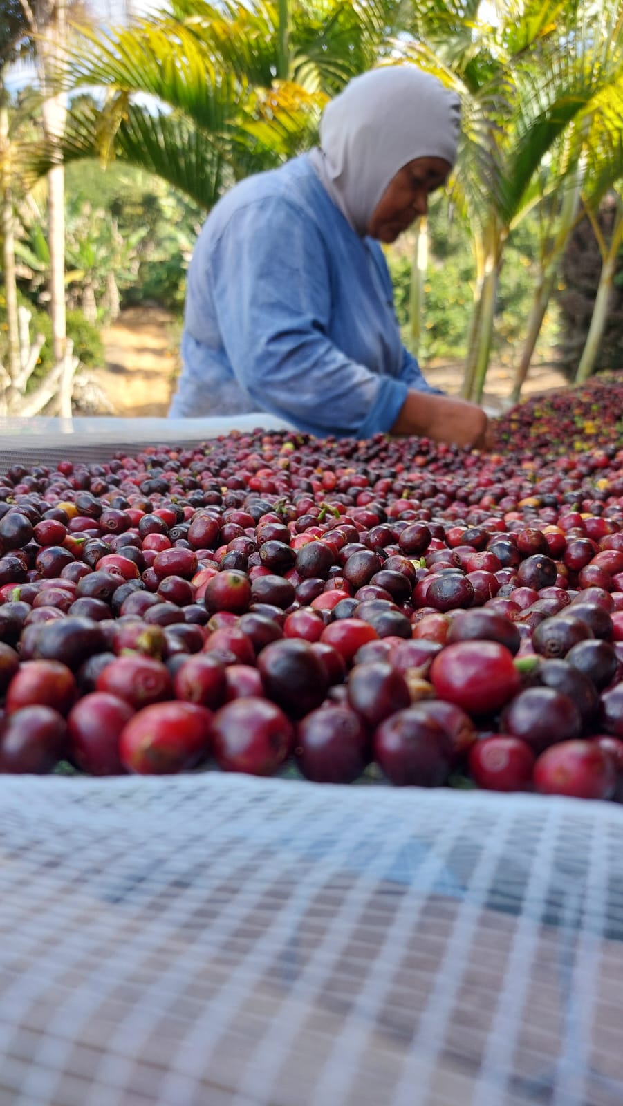 Produtora revirando cerejas de café no terreiro de secagem